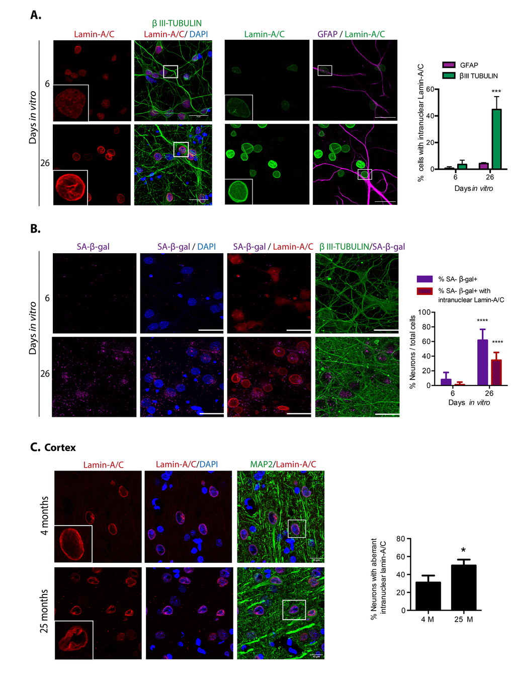 Cortical cells in long-term culture and in old rat brains had nuclear morphology abnormalities. (A) Immunofluorescence to detect Lamin-A/C in neurons (expressing βIII-TUBULIN) or astrocytes (expressing GFAP), in primary culture of cortical cells incubated during the indicated days in vitro. Squares indicate the magnified area shown in insets. Representative images of three independent experiments are shown. Scale bars represent 25 μm. Right, percentage of neurons or astrocytes with aberrant nuclear morphology over total cells. Bars represent SEM; two-way RM ANOVA analysis, *** pIV. (B) Simultaneous detection of SA-β-gal activity (by confocal microscopy) and Lamina-A/C (by immunofluorescence) in neurons (expressing βIII-TUBULIN) in primary culture of cortical cells incubated during the indicated days in vitro. Representative images of three independent experiments are shown. Scale bars represent 25 μm. Right, percentage of neurons with visible SA-β-gal activity, and with both visible SA-β-gal activity and aberrant intranuclear Lamin-A/C over total cells. Five fields from three independent experiments were quantified. Bars represent SEM. Two-way RM ANOVA analysis, followed by Sidak´s multiple comparison test. **** pIV. C. Immunofluorescence to detect Lamin-A/C in cortical neurons in the internal pyramidal layer 5 from brain slices of the indicated age. Notice that also in vivo, neurons in old brains had nuclear deformations. Squares indicate the magnified area shown in insets. Scale bars represent 30 μm. Right, percentage of neurons in with aberrant nuclear morphology in cortical brain slices of the indicated age, as shown in (C). (n=3). Bars represent SD; unpaired t Test Student * p