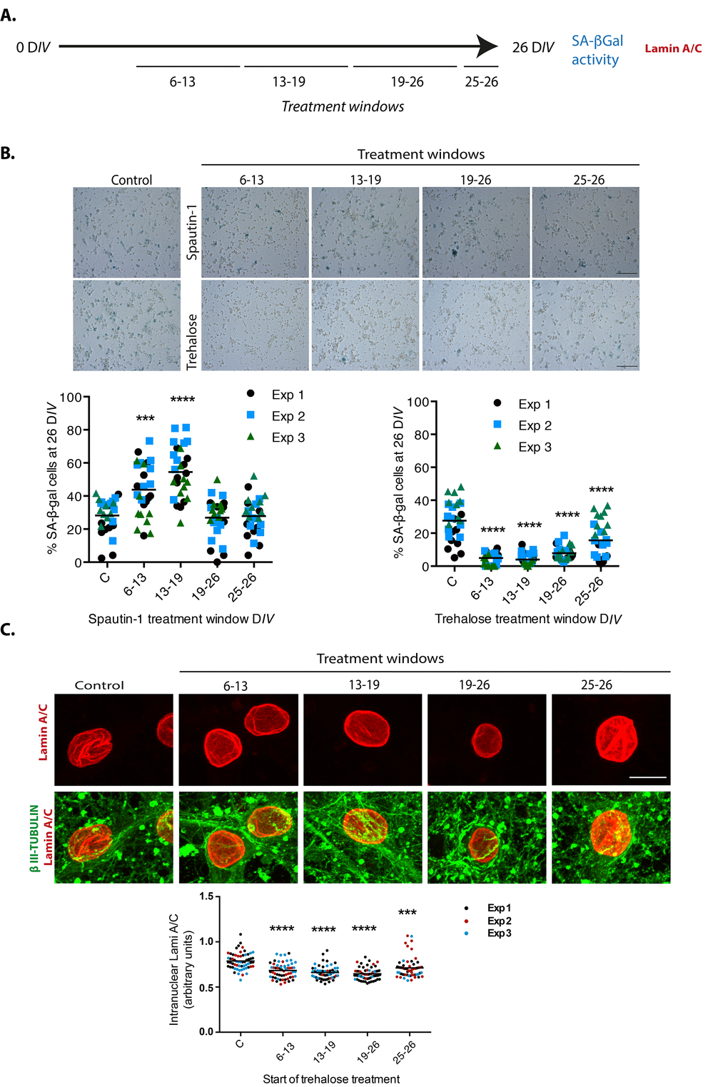 Autophagy modulation alters cortical cells senescence. (A) Experimental design. (B) Early inhibition of autophagy with Spautin1 increased the number of cells with SA-β-gal activity, while early induction of autophagy by adding trehalose reduced them. Spautin1 or trehalose were added during periods of several days, at the indicated time intervals in days of culture (DIV); after 26 DIV all cultures (including control with no treatment) were fixed to quantify the percentage of cells showing high SA-β-gal activity. Scale bars represent 500 μm. The bars in graphs represent the mean of each independent experiment, each done by triplicates. Three fields from each replica were scored (9 fields per experiment), each dot represent the percentage of SA-β-gal positive cells per field. Data were analyzed by two-way RM ANOVA, followed by Dunnett´s multiple comparison test. ***pIV in comparison with control; **** pIV in comparison with control, and Trehalose treatments in comparison with control. (C) Autophagy induction with trehalose reduced the abundance of intranuclear fold with Lamin-A/C. Trehalose were added during periods of several days, at the indicated time intervals in days of culture (DIV); after 26 DIV all cultures (including control with no treatment) were fixed to detect Lamin-A/C by immunofluorescence. Scale bar represents 5 μm. Representative images of three independent experiments are shown. At least 60 cells per treatment were quantified as described in Methods. Bars in the bottom graph represents mean. Data were analyzed by two-way RM ANOVA, followed by Dunnett´s multiple comparison test. ***p