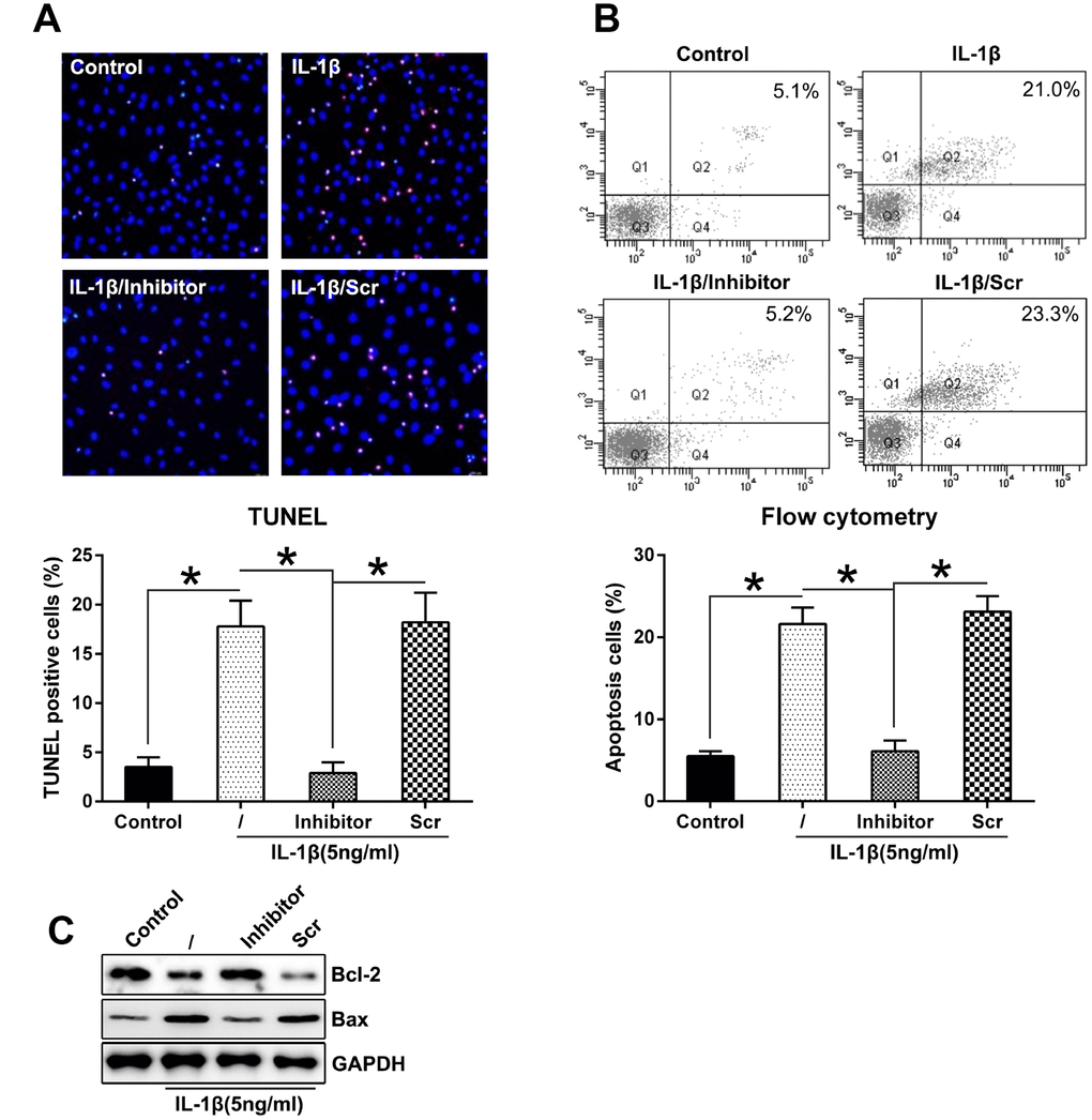 Downregulation of miR-27a expression repressed the apoptosis levels in IL-1β-triggered chondrocytes. (A) TUNEL staining was performed to detect the number of dead cells in case of IL-1β-treated chondrocytes that underwent transfection with the miR-27a inhibitor and miR-Scr. Magnification, ×100. The apoptotic rate based on positive TUNEL staining in each group is displayed in the lower right panel. (B) FC was performed to assess the number of dead cells that were transfected with the miR-27a inhibitor and miR-Scr. The upper right quadrant of every plot represents the early apoptotic cells. The apoptotic rate analysis of IL-1β-treated chondrocytes in each group is presented in the lower right panel. (C) WB was performed to detect the expression of the apoptotic markers, Bcl-2 and Bax, in IL-1β-treated chondrocytes. The results are described as the mean ± SD. *P 