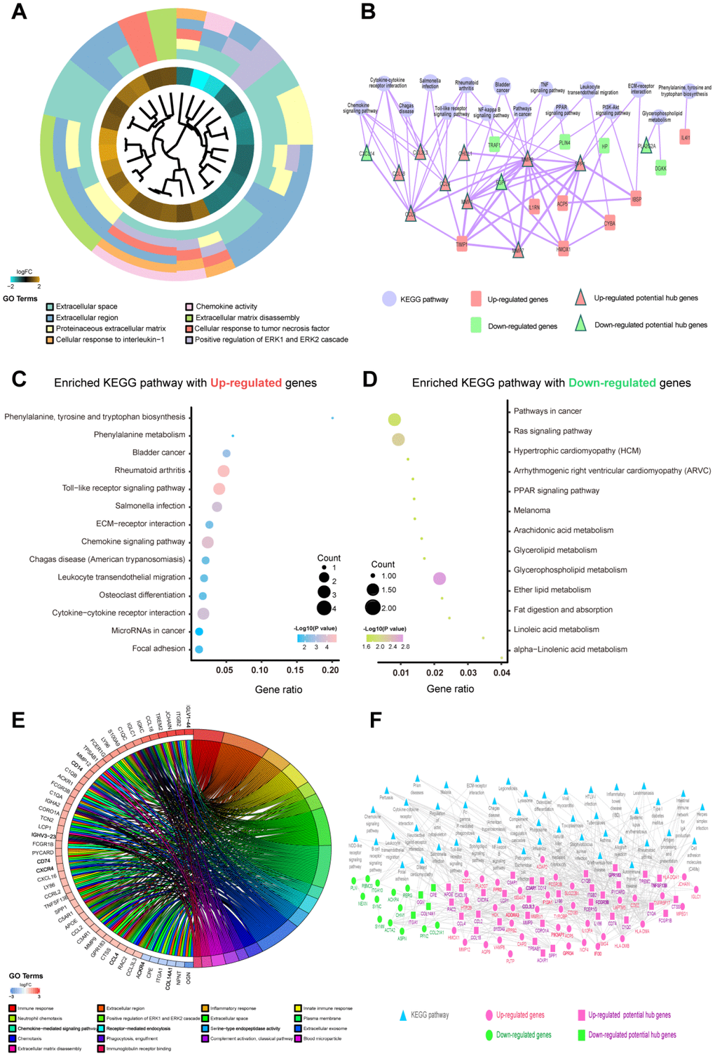 Functional enrichment analysis of candidate genes in differentiating plaque sets and poor prognosis sets. The potential hub genes were chosen using the p values corrected with the Holm step-down Bonferroni procedure. (A) GOCluster plot showing the relationship between 51 DEGs that were highly related to the AS state from RRA analysis and their related GO terms in differentiating plaque sets. For all genes, their high (low) logFC values are demonstrated by brown (turquoise) rectangles. (B) KEGG enrichment pathways and PPI network of the 51 DEGs were highly related to the AS state from the RRA analysis in differentiating plaque sets. The purple round node represents enriched pathways. Red rectangle nodes are upregulated genes, and red triangle nodes are upregulated potential hub genes. Green rectangle nodes are downregulated genes, and green triangle nodes are downregulated potential hub genes. The width of the line is proportional to the combined score of PPI. (C, D) An advanced bubble chart demonstrates enrichment of DEGs in signaling pathways in differentiating plaque sets. The Y-axis label is the pathway, and the X-axis label is the gene ratio (gene ratio=number of DEGs enriched in the pathway/amount number of all genes in background gene set). The size and color of the bubble represent the number of enriched DEGs of poor prognosis sets in the pathway and the significance of enrichment, respectively. (E) GOChord plot showing the 48 genes involved in more than 3 pathways and associated with ruptured and advanced plaques. Their contributions to the enrichment are arranged in the order of their level of expression. (F) KEGG enrichment pathways and PPI network of the 146 DEGs that were highly related to ruptured and advanced stages from the RRA analysis in poor prognosis sets. Blue triangular node: enriched pathways. Pink round node: upregulated genes, pink rectangular node: upregulated hub genes. Green round node: downregulated genes, green rectangular node: downregulated hub genes. The width of the line is proportional to the combined score of PPI.