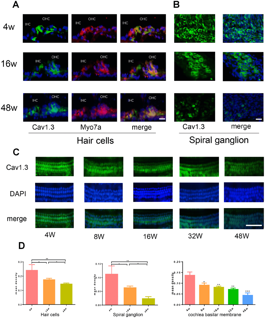 Age-related Cav1.3 expression in cochlea. (A, B) immunofluorescence of CaV1.3(green) and Myo7a (red) in the organ of Corti (left) and spiral ganglion (right) (magnification, ×400), nuclei was visualized by DAPI (blue). (C) the immunofluorescent staining for CaV1.3 (green) in the whole cochlear basilar membrane. (D) quantitative analysis of CaV1.3 expression in hair cells, spiral ganglion and cochlea basilar membrane.