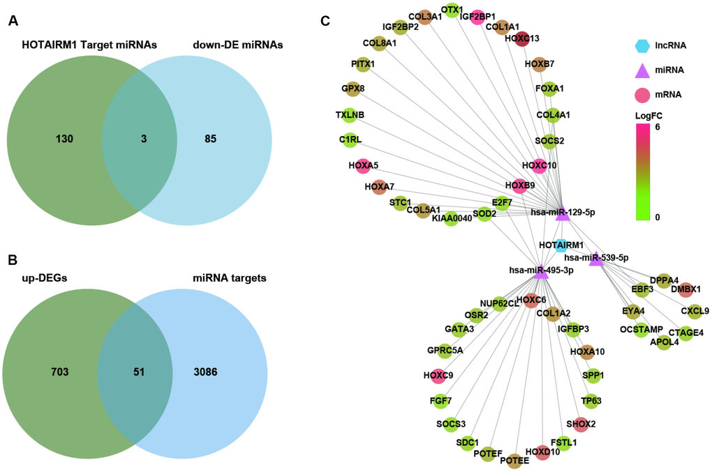 Construction of a HOTAIRM1–miRNA–mRNA network. (A) Venn diagram showing the intersection between HOTAIRM1 target miRNAs predicted with DIANA tools and LncBase Predicted v.2 and miRNAs that are differentially downregulated in GBM compared with normal brain tissue (P B) Venn diagram showing the intersection between up-DEGs in the high-exp group compared with the low-exp group (log2 fold change > 2; P C) Network comprising HOTAIRM1, three miRNAs, and 51 genes generated with Cytoscape v.3.6.1. DE, differential expression.
