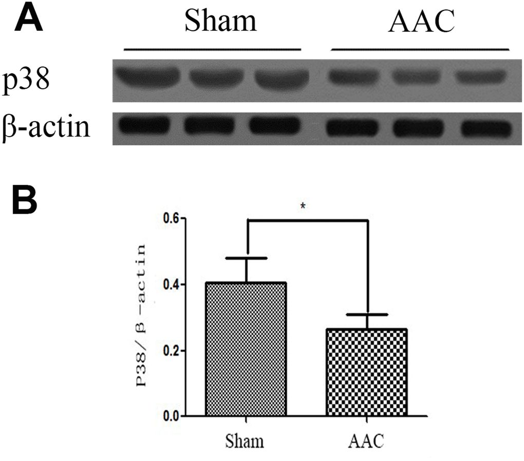 Expression of p38 MAPK protein in rat myocardium. Ratios of target p38MAPK protein to internal reference protein β-actin optical density as detected by Western blot are shown.