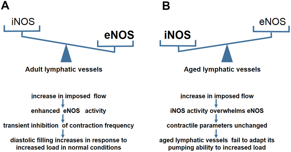 NO–dependent regulatory mechanisms in aged lymphatic vessels. (A) In adult lymphatic vessels, the enhanced eNOS activity mediates the transient inhibition of contraction frequency to adapt the load by the increase of imposed flow. (B) In aged lymphatic vessels, increased iNOS level renders the contractile parameters unchanged in response to increased imposed flow.