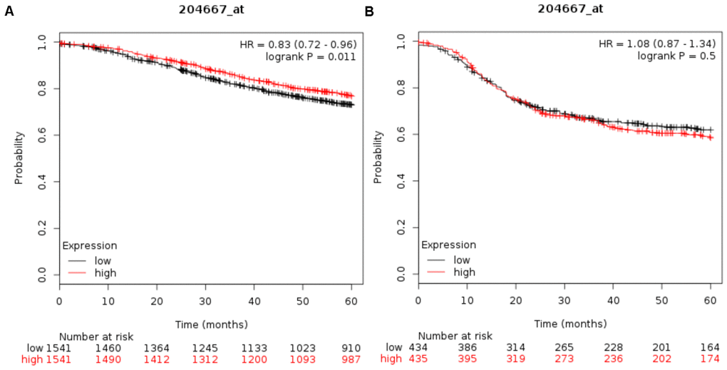 Relationship of FOXA1 expression and prognosis in breast cancers. Recurrence-free survival (RFS) curves calculated by Kaplan-Meier plotter for tumor patients with ER + (A) and ER- (B), respectively. Survival probability is displayed on the y-axis, time (in months) on the x-axis. Black curves represent low FOXA1 expression, and red curves represent high FOXA1 expression. It can be noted that enhanced expression of FOXA1 leads to differences in RFS only in the ER + background (Panel A).
