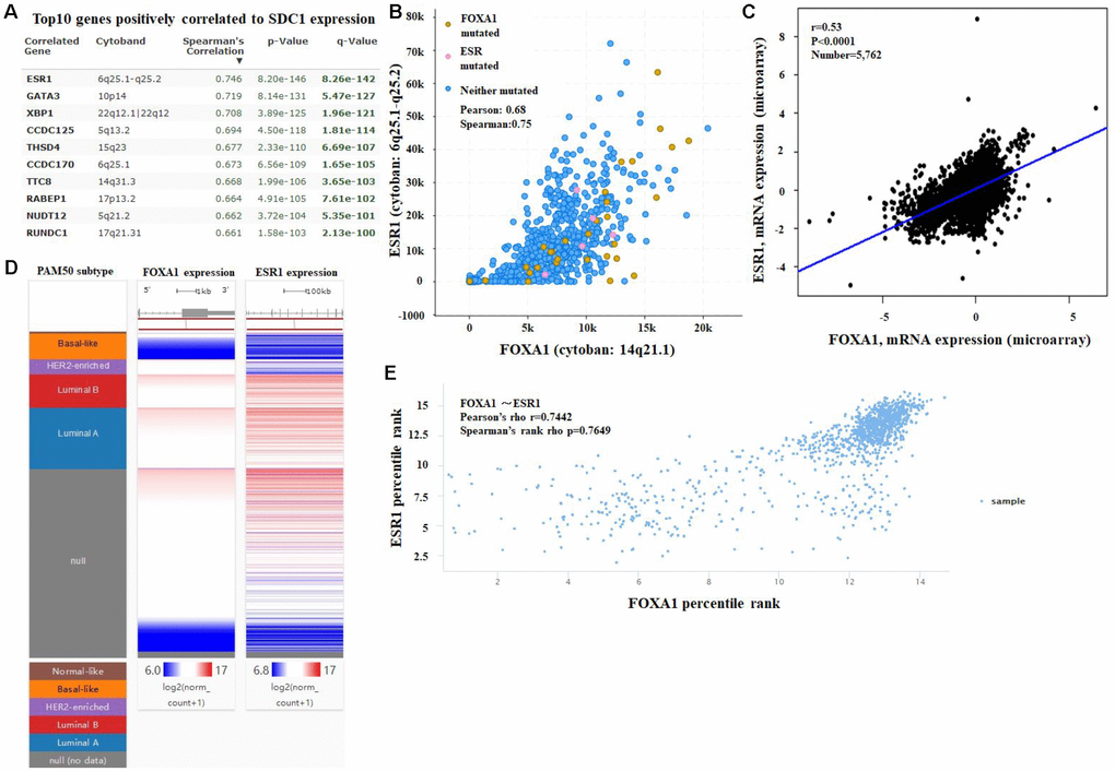 (A) Co-expression of the FOXA1 gene as determined by cBioPortal. (B) Regression analysis between FOXA1 and ESR1 in breast cancer performed by cBioPortal. (C) Relationship between FOXA1 and ESR1 in breast cancer determined through bc-GenExMiner v4.0. (D) Heat map of FOXA1 and ESR1 mRNA expression across PAM50 breast cancer subtypes in TCGA database, identified by UCSC Xena. (E) Correlation between FOXA1 and ESR1 mRNA expression in the TCGA database, identified by UCSC Xena.