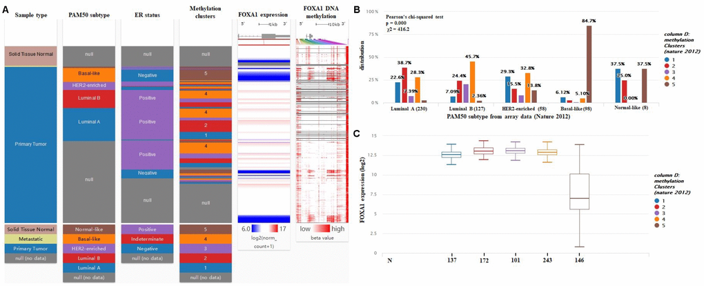FOXA1 expression is negatively regulated by DNA methylation. (A) Heatmap including BRCA PAM50 subtypes, ER status, and BRCA DNA methylation data from TCGA-BRCA were identified by the UCSC Xena browser. (B) DNA methylation patterns in different subtypes of breast cancer (cluster 1 to 5, the lowest to the highest). (C) The expression of FOXA1 in different BRCA DNA methylation clusters.