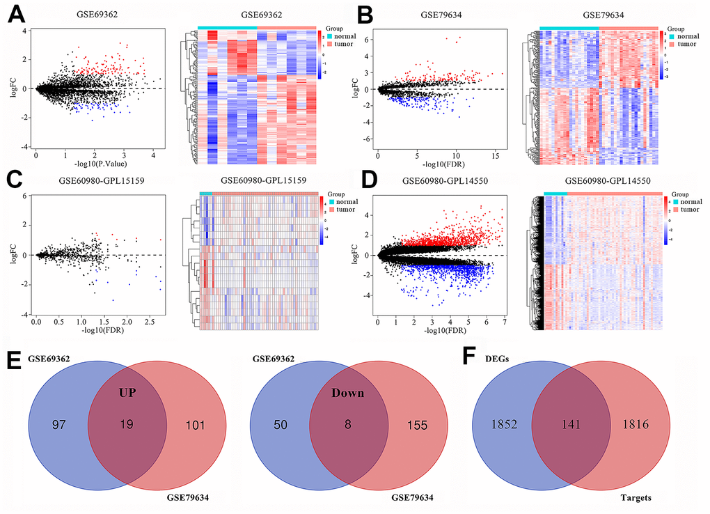 Differentially expressed circRNAs, miRNAs and mRNAs in pancreatic adenocarcinomas (PAAD). Volcano plots and heatmaps show identification of (A) DEcircRNAs in GSE69362, (B) DEcircRNAs in GSE79634, (C) DEmiRNAs in GSE60980 (GPL15159) and (D) DEmRNAs in GSE60980 (GPL14550) between PAAD tissues and adjacent normal pancreatic tissue. The red color indicates upregulated genes in the PAAD tissues and blue color indicates downregulated genes, while black color indicates genes with no significant differences between the PAAD and normal pancreatic tissues. Heatmaps show the expression patterns of DEcircRNAs, DEmiRNAs and DEmRNAs. The PAAD and adjacent normal pancreatic tissues are represented by red and blue color, respectively. (E) Venn diagrams show commonly upregulated DEcircRNAs and downregulated DEcircRNAs in the PAAD tissues in both GSE69362 and GSE79634. Purple and orange circles indicate the number of DEcircRNAs in the GSE69362 and GSE79634 datasets, respectively. The red circles in the middle indicate the overlapping circRNAs between the two datasets. (F) Venn diagram shows the intersection between DEmiRNA-predicted targets obtained from miRDB, miRTarBase and TargetScan databases and DEmRNAs in GSE60980 (GPL14550).