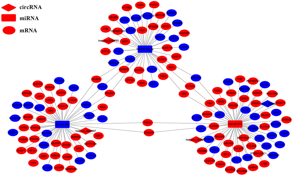 The circRNA-miRNA-mRNA interaction network in the PAAD tissues. The circRNA-miRNA-mRNA interaction network consists of 4 circRNAs (hsa