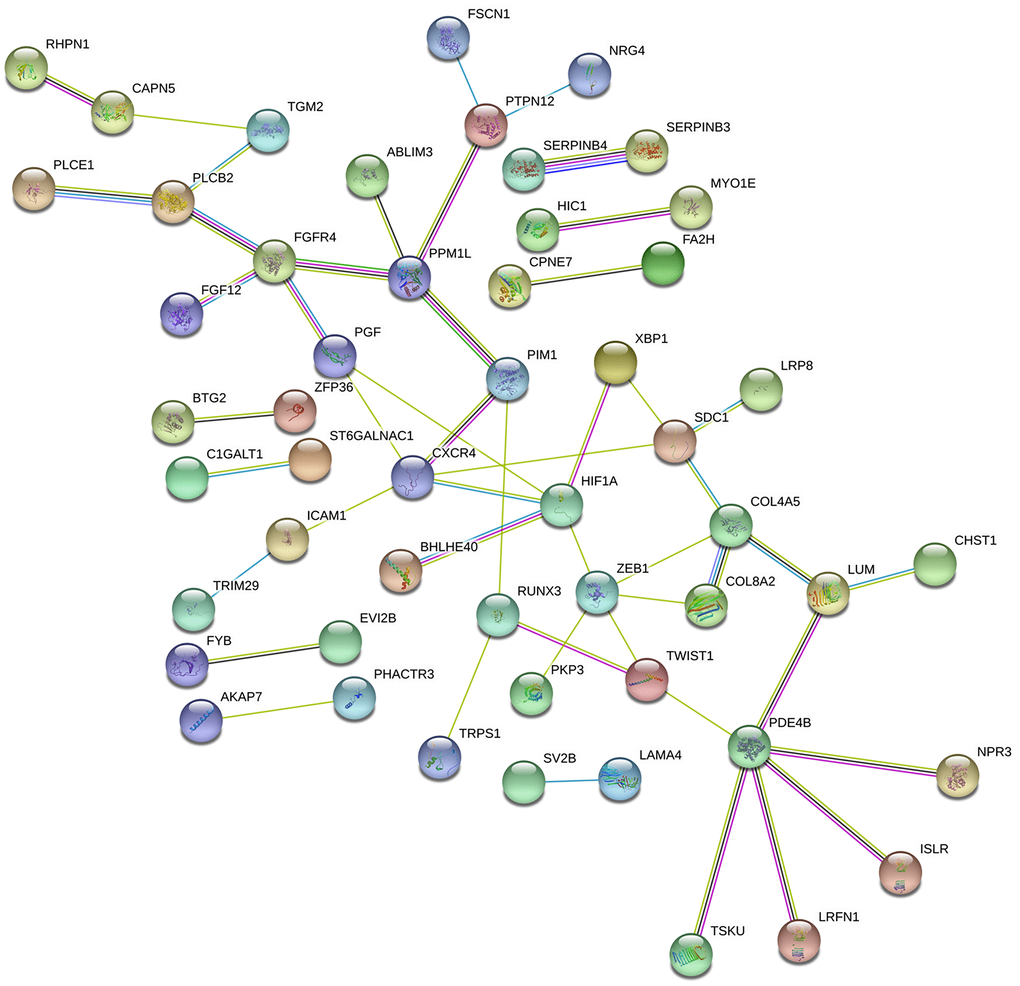 Protein-protein intersection (PPI) network analyses of the DEmRNAs involved in the ceRNA network. The PPI network consists of 141 edges and 50 nodes representing proteins and interactions, respectively. The relative thickness of the edges represents the degree of relationship (weak, moderate, or strong) between the nodes.