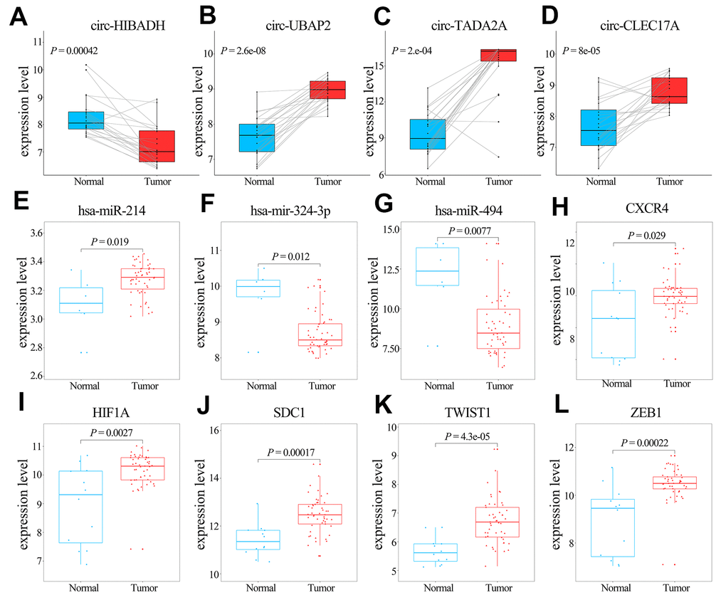 Comparative analyses of the transcription levels of hub genes in GSE60980 (GPL14550), and related miRNAs in GSE60980 (GPL15159) and circRNAs in GSE79634 between PAAD and normal pancreatic tissues. (A–K) Transcription levels of circ-HIBADH, circ-UBAP2, circ-TADA2A, circ-CLEC17A, hsa-miR-214, hsa-mir-324-3p, hsa-miR-494, CXCR4, HIF1A, SDC1, TWIST1 and ZEB1 between PAAD (red) and normal pancreatic tissues (blue).