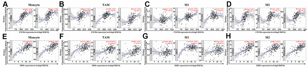 The two hub genes positively correlate with macrophage polarization in PAAD tissues. (A–D) The relationship between CXCR4 expression and biomarkers of monocytes, TAMs, M1 and M2 macrophages is shown. (E–H) The relationship between ZEB1 expression and biomarkers of monocytes, TAMs, M1 and M2 macrophages is shown. Note: Monocyte markers: CD86 and CSF1R; TAM markers: CCL2, CD68 and IL10; M1 macrophage markers: NOS2, IRF5 and PTGS2; M2 macrophage markers: CD163, VSIG4 and MS4A4A. Hub genes are shown on the x-axis, and the corresponding marker genes are shown on the y-axis.