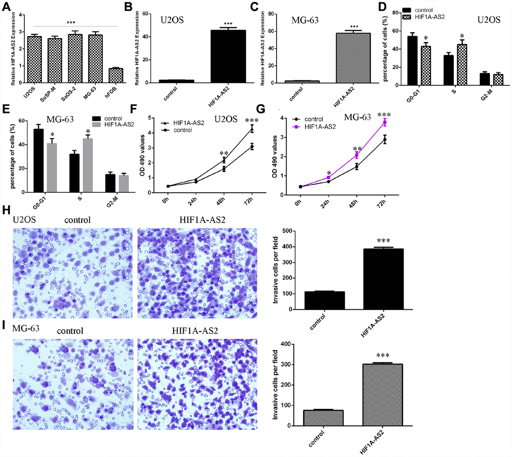 HIF1A-AS2 promoted osteosarcoma cell proliferation, cell cycle progression and invasion. (A) The expression of HIF1A-AS2 in osteosarcoma cell lines (U2OS, SoSP-M, SaOS-2, MG-63) and an osteoblast cell line (hFOB) was measured by qRT-PCR. (B) The expression of HIF1A-AS2 in U2OS cells was determined by qRT-PCR. (C) The expression of HIF1A-AS2 in MG-63 cells was determined by qRT-PCR. (D) Ectopic expression of HIF1A-AS2 increased the S phase of U2OS cells. (E) Ectopic expression of HIF1A-AS2 promoted the S phase of MG-63 cells. (F) Overexpression of HIF1A-AS2 promoted U2OS cell proliferation. (G) Ectopic expression of HIF1A-AS2 promoted MG-63 cell growth. (H) Ectopic expression of HIF1A-AS2 increased U2OS cell invasion, and the relative invasive cells are shown. (I) Ectopic expression of HIF1A-AS2 increased MG-63 cell invasion, and the relative invasive cells are shown. *p