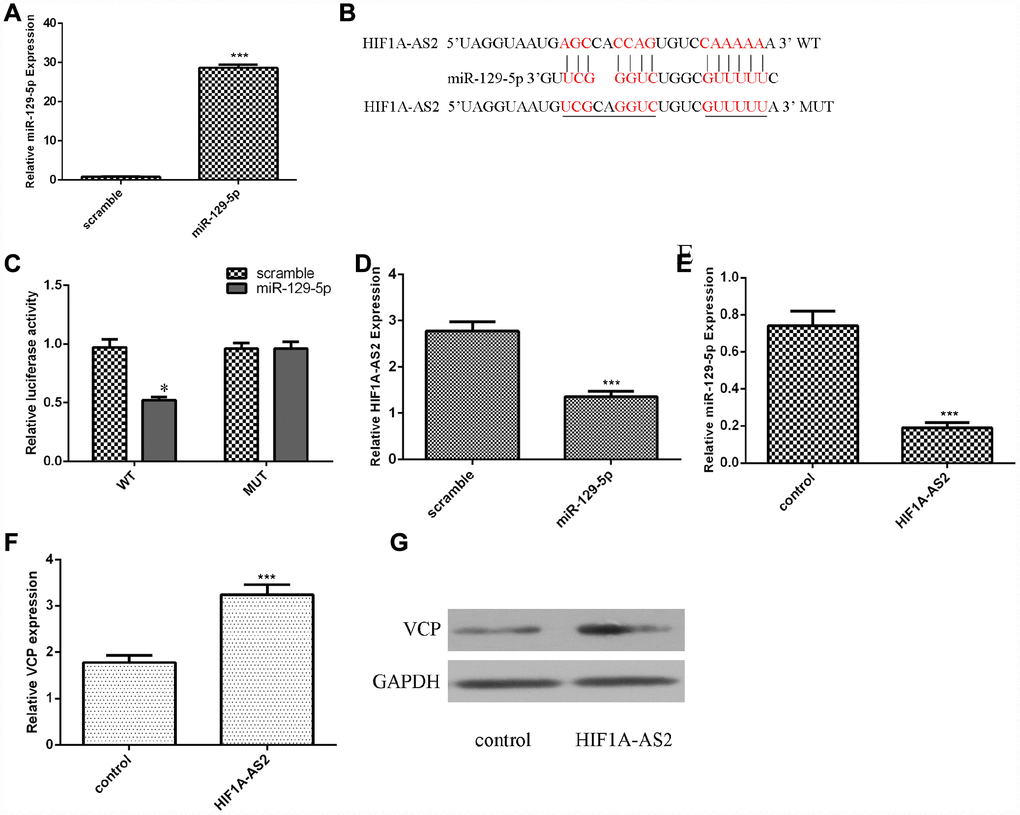 Ectopic expression of HIF1A-AS2 inhibited miR-129-5p expression. (A) The expression of miR-129-5p in MG-63 cells was detected by using qRT-PCR analysis. (B) The binding sites between HIF1A-AS2 and miR-129-5p obtained from bioinformatics analysis are shown. (C) We showed that overexpression of miR-129-5p can decrease the luciferase activity of wild-type (WT) HIF1A-AS2 but not mutant HIF1A-AS2. (D) Overexpression of miR-129-5p decreased the expression of HIF1A-AS2 in MG-63 cells. (E) Ectopic expression of HIF1A-AS2 suppressed miR-129-5p expression in MG-63 cells. (F) Overexpression of HIF1A-AS2 increased VCP expression in MG-63 cells. (G) The protein expression of VCP was detected by Western blot. GAPDH was used as the control. *p