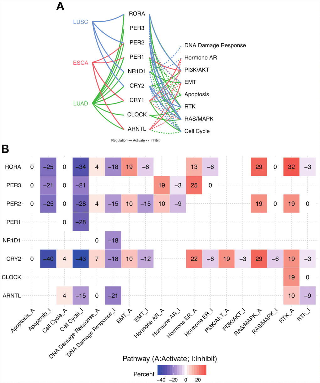 Circadian clock widely impacts the cancer-related signalling pathways. (A) Links between core circadian clock genes and hallmark signalling pathways. (B) The combined percentage of pathway activity. Abbreviations: LUAD, lung adenocarcinoma; LUSC, lung squamous cell carcinoma; ESCA, esophageal carcinoma); A, activate; I, inhibit.