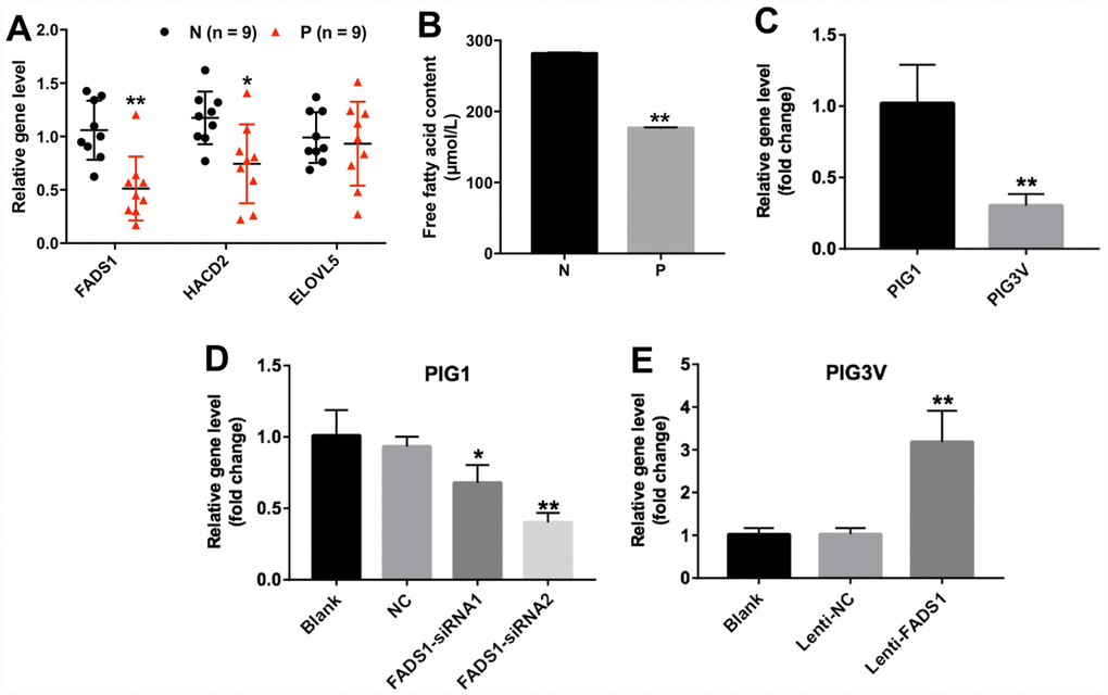 Expression of FADS1 in human vitiligo specimens and melanocyte cell lines. (A) Relative expression of FADS1, HACD2, and ELOVL5 in vitiligo samples (P) and matched normal tissues (N) by qRT-PCR (n = 9). (B) Free fatty acid in vitiligo samples (P) and matched normal tissues (N) detected by ELISA kit. (C) FADS1 expression in the vitiligo melanocyte cell line PIG3V and in the normal epidermal melanocyte cell line PIG1 detected by qRT-PCR. (D) FADS1 expression by qRT-PCR in PIG1 cells transfected with NC-siRNA, FADS1-siRNA1, or FADS1-siRNA2 for 72 h. (E) FADS1 expression by qRT-PCR in PIG3V in cells transfected with lenti-NC or lenti-FADS1 for 72 h. **P 