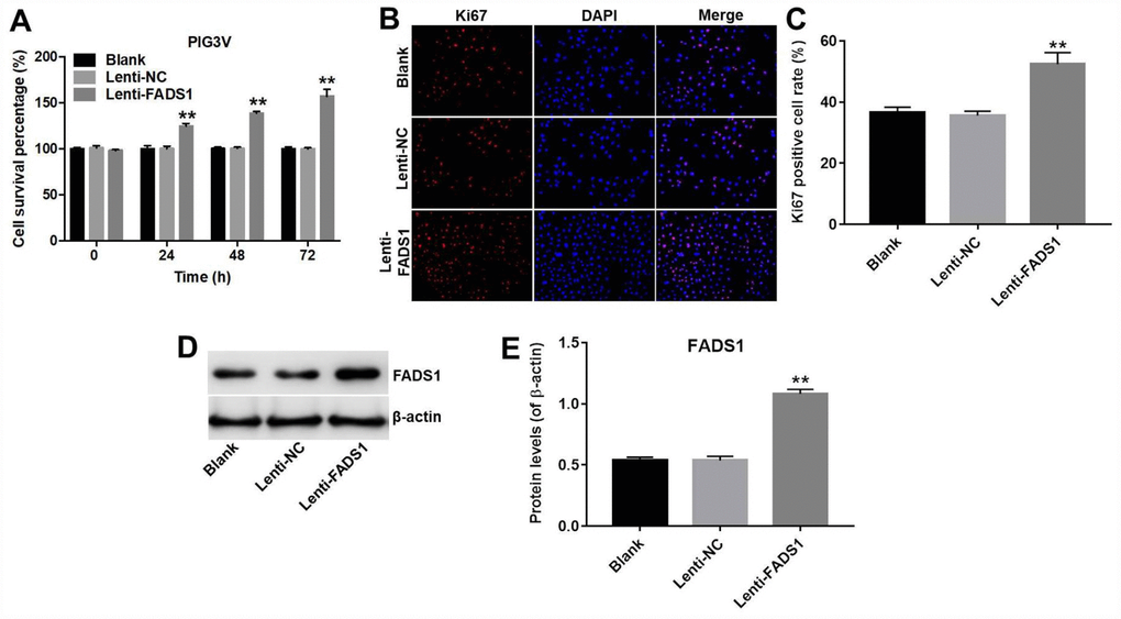 Overexpression of FADS1 promotes proliferation of PIG3V melanocytes. PIG3V cells were transduced with lenti-NC or lenti-FADS1 for 72 h. (A) Cell viability determination (CCK-8 assay). (B, C) Ki67 immunofluorescence. (D, E) Western blot detection of FADS1. **P 