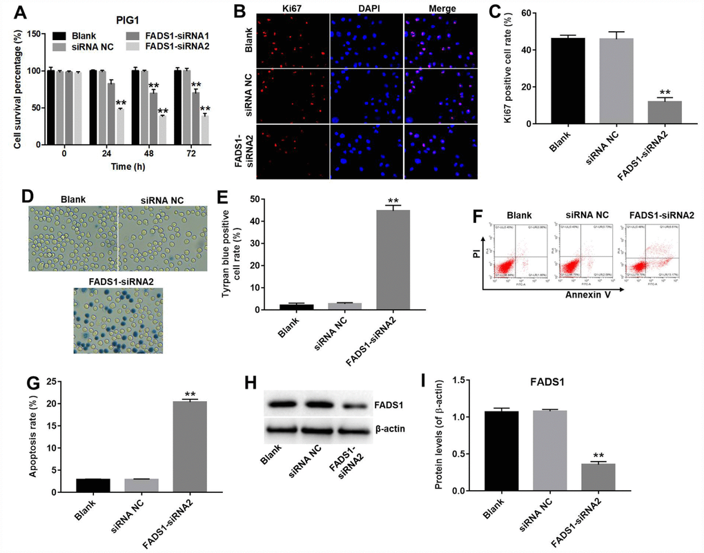 Downregulation of FADS1 induces apoptosis in PIG1 melanocytes. PIG1 cells were transfected with NC-siRNA or FADS1-siRNA2 for 72 h. (A) Cell viability determination (CCK-8 assay). (B, C) Ki67 immunofluorescence. (D, E) Cell death (trypan blue) assay. (F, G) Apoptosis assay. Annexin V/PI-stained cells were analyzed by flow cytometry. (H, I) Expression of FADS1 by western blot. **P 