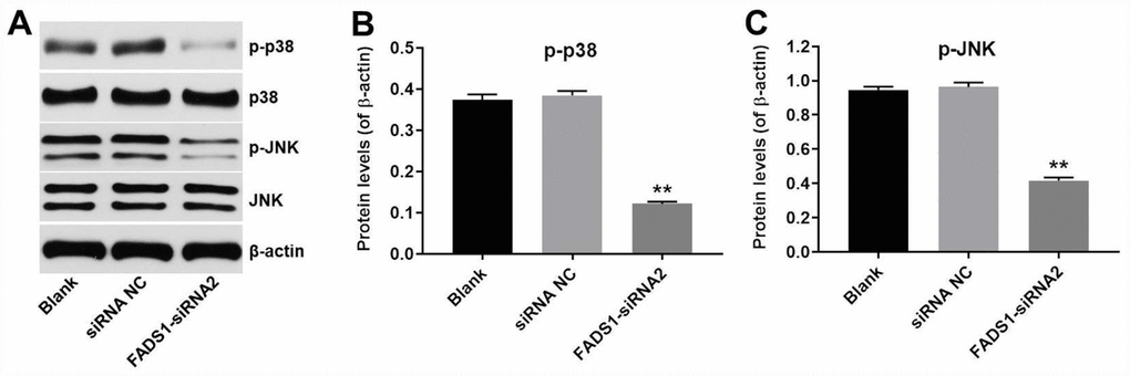 Downregulation of FADS1 inhibited melanogenesis by inhibiting the MAPK signaling pathway. PIG1 cells were transfected with NC-siRNA or FADS1-siRNA2 for 72 h. (A) Western blot detection of p-p38 and p-JNK expression. β-actin was used as internal control. (B, C) Relative expression of p-p38 and p-JNK after normalization to p38 and JNK. **P 