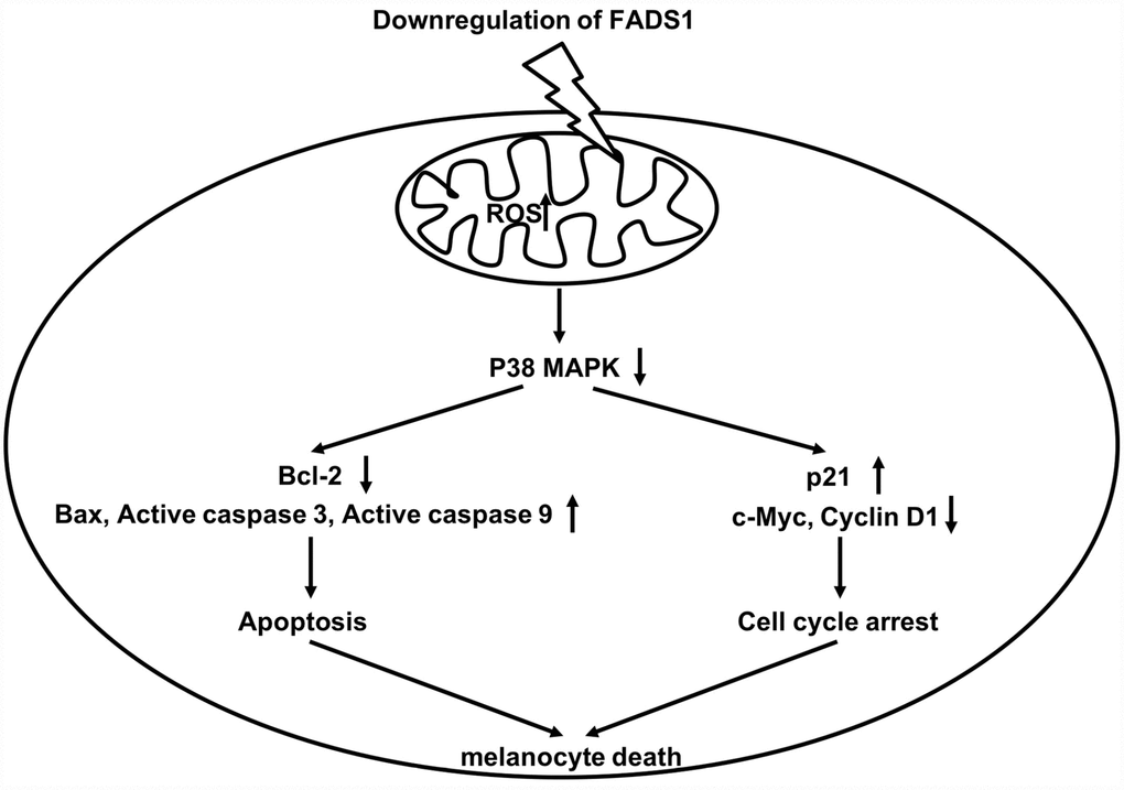 Schematic model of apoptotic melanocyte death mediated by FADS1 downregulation. Downregulation of FADS1 increases reactive oxygen species (ROS) generation, which led to inhibition of the p38/ERK MAPK signaling pathway. Furthermore, Downregulation of FADS1 induces apoptosis and cell cycle arrest in PIG1 cells via inhibition of the p38/ERK MAPK signaling pathway.
