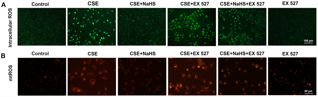 Effects of SIRT1 on the NaHS-mediated reduction in the oxidative stress in CSE-stimulated A549 cells. A549 cells were cultured with SIRT1 inhibitor (EX 527) in the absence and presence of 3% CSE and NaHS for 48 h. (A) Generation of intracellular ROS was determined by the ROS Assay Kit. (B) Generation of mtROS was determined by the MitoSOXTM Red Assay Kit.