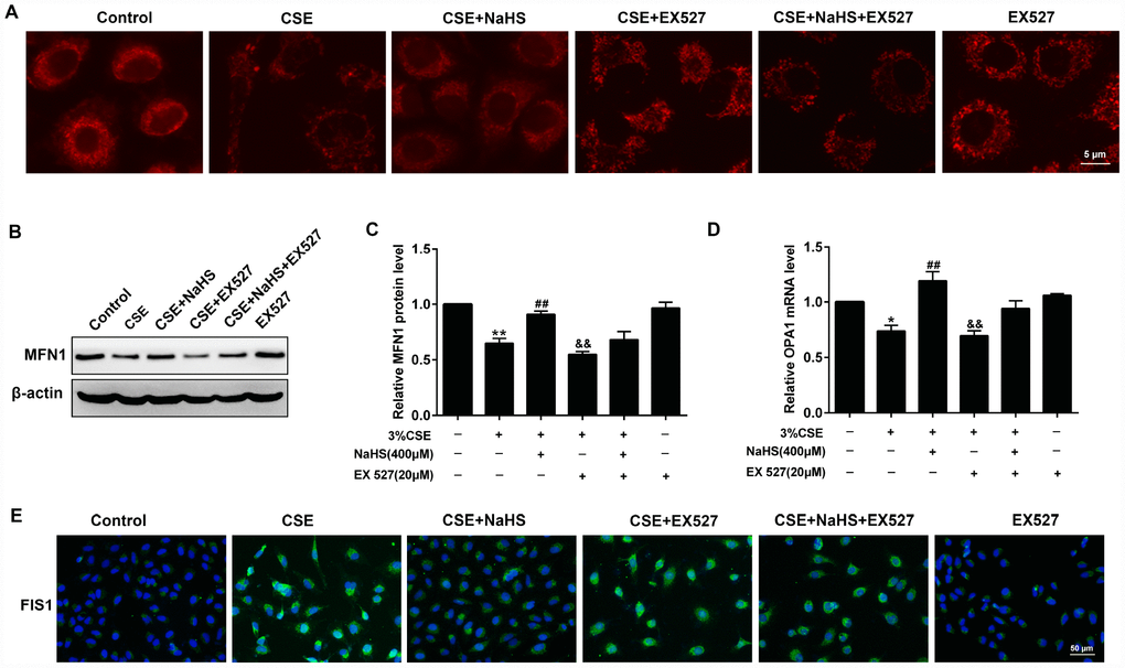 Effects of SIRT1 on the NaHS-mediated the alteration of mitochondrial morphology and mitochondrial dynamics-related protein expression in CSE-stimulated A549 cells. A549 cells were cultured with SIRT1 inhibitor (EX 527) in the absence and presence of 3% CSE and NaHS for 48 h. (A) Representative images for visualization of the mitochondrial morphology in A549 cells. (B, C) Western blot was used to analyze the protein level of MFN1. (D) Real-time PCR was performed to examine the mRNA level of OPA1. (E) Immunofluorescence staining of FIS1 was performed. *P**P##P&&P