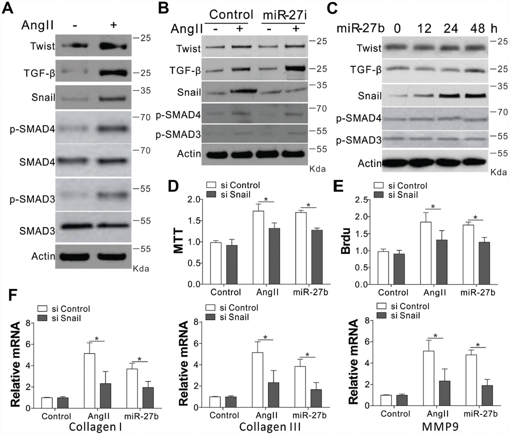 Snail mediated proliferative effects of miR-27b on CFs. (A–C) TGF-β, Twist, SMAD3/4, p-SMAD3/4, and Snail expression levels in CFs treated with AngII (A), AngII combined with miR-27i (B), and miR-27b (C). (D, E) The effect of silencing Snail on CFs cell proliferation induced by AngII or miR-27b was analyzed by MTT test (D) and BrdU assay (E). (F) Collagen I, III, and MMP-9’s mRNA levels in CFs subjected to treatment in (D). Data were represented as mean ± SEM (n=4). *, p