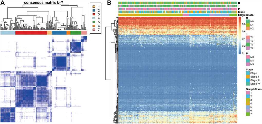 Consensus matrix for DNA methylation classification with the corresponding heat map. (A) Color-coded heatmap corresponding to the consensus matrix for k=7 obtained by applying consensus clustering. Color gradients represent consensus values from 0–1; white corresponds to 0 and dark blue to 1. (B) A heatmap corresponding to the dendrogram in (A) was generated using the heatmap function with DNA methylation classification, TNM stage, clinicopathological stage, and histological type as the annotations.