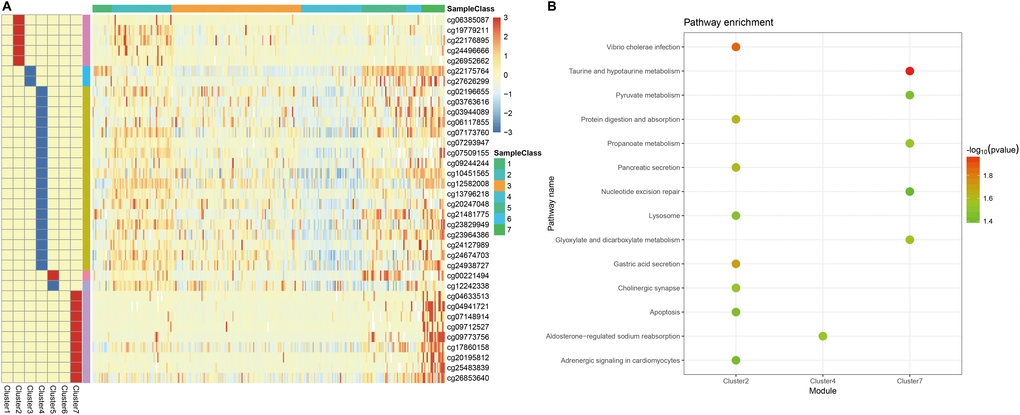 Specific hyper/hypo-methylation CpG sites for each DNA methylation cluster. (A) Specific CpG sites are shown for each DNA methylation prognosis subtype. Red and blue bars represent hyper- and hypomethylation CpG sites, respectively. (B) KEGG pathway enrichment analysis of specific CpG sites.