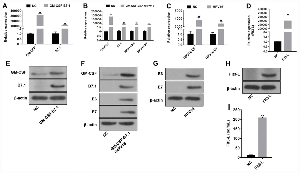 The efficiency of the HPV16 E6/E7 plasmids was validated by qRT-PCR and Western blotting. (A–D) The gene expression of pVAX1-IRES-GM-CSF-B7.1 (A), pVAX1-IRES-GM-CSF-B7.1-HPV16 E6/E7 (B), pIRES-neo3-HPV16 E6/E7 (C) and pVAX1-IRES-FLT3L (D) in B16 cells was detected by qRT-PCR. (E–H) The protein expression of pVAX1-IRES-GM-CSF-B7.1 (E), pVAX1-IRES-GM-CSF-B7.1-HPV16 E6/E7 (F), pIRES-neo3-HPV16 E6/E7 (G) and pVAX1-IRES-FLT3L (H) in B16 cells was detected by Western blotting. (I) FLT3L levels in B16 cells transfected with pVAX1-IRES-FLT3L were detected by ELISA. **P 
