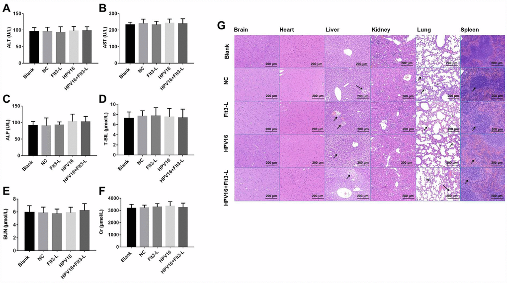 The nucleic acid vaccine did not affect blood biochemical indexes and had a good safety profile in mice. (A–F) The plasma levels of ALT (A), AST (B), ALP (C), T-BIL (D), BUN (E) and CR (F) in mice were detected with an automatic biochemical analyzer. After the mice were sacrificed, samples of their hearts, brains, kidneys, spleens, lungs and livers were immediately collected and fixed with a 10% formaldehyde solution. (G) Tissues of mice in the blank, pVAX1-IRES (NC), pVAX1-IRES-GM-CSF-B7.1-HPV16 E6/E7 (HPV16), pVAX1-IRES-FLT3L (FLT3L) and pVAX1-IRES-GM-CSF-B7.1-HPV16 E6/E7-FLT3L (HPV16+FLT3L) groups were then dehydrated, paraffin-embedded, sliced (4-μm thick), stained with hematoxylin and eosin and observed with an optical microscope. Black arrow indicates a few inflammatory vacuoles in liver tissues, slight thickening of alveolar wall, shrinkage of alveolar cavity, infiltration of inflammatory cells in lung tissues and shrinkage of lymphoid follicles in spleen tissues