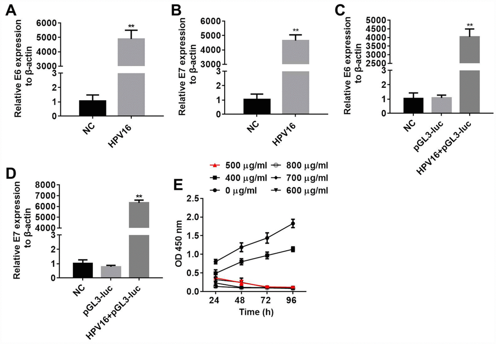 B16 cells were stably transfected with pIRES-neo3 and pIRES-neo3-HPV16 E6/E7+pGL3-luc. (A, B) E6 and E7 levels in B16 cells transfected with pIRES-neo3-HPV16 E6/E7 or pIRES-neo3 were verified by qRT-PCR. (C, D) E6 and E7 levels in B16 cells transfected with pIRES-neo3-HPV16 E6/E7-pGL3-luc were verified by qRT-PCR. (E) B16 cells were treated with G418 at concentrations of 0, 400, 500, 600, 700 and 800 μg/mL, and their proliferation was measured with an MTT assay at 24, 48, 72 and 96 h, respectively. **P 