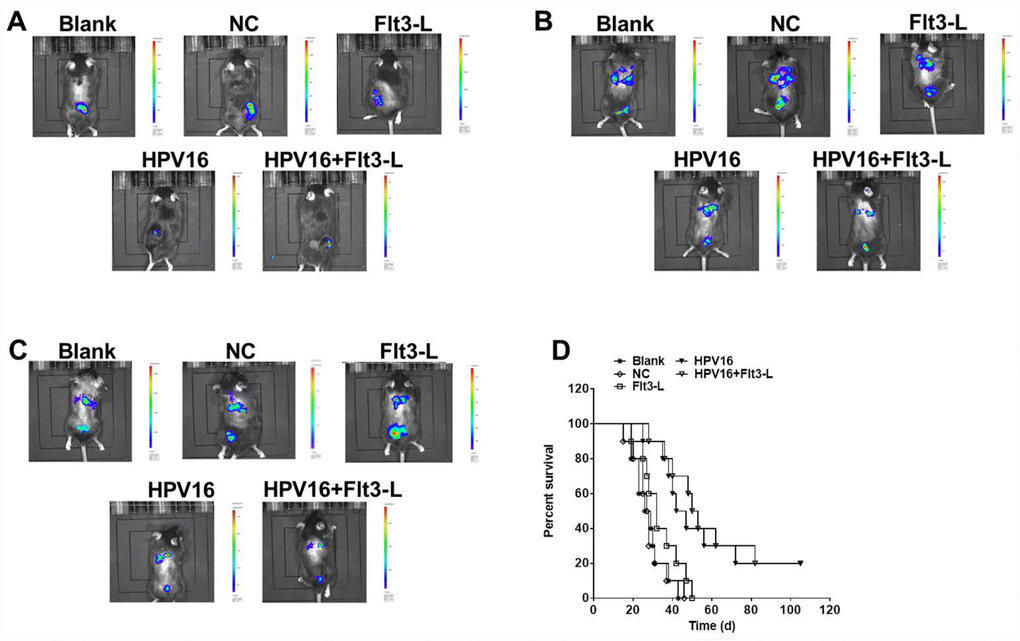 The nucleic acid vaccine inhibited tumor metastasis in vivo. Mice (6–8 weeks old) were randomly divided into five groups (five mice/group). The mice were immunized, and their tumor sizes and metastasis sites were detected with an IVIS after two weeks (A), four weeks (B) and six weeks (C). (D) The survival rates of mice in the blank, pVAX1-IRES (NC), pVAX1-IRES-FLT3L (FLT3L), pVAX1-IRES-GM-CSF-B7.1-HPV16 E6/E7 (HPV16) and pVAX1-IRES-GM-CSF-B7.1-HPV16 E6/E7-FLT3L (HPV16+FLT3L) groups were calculated at different time points.