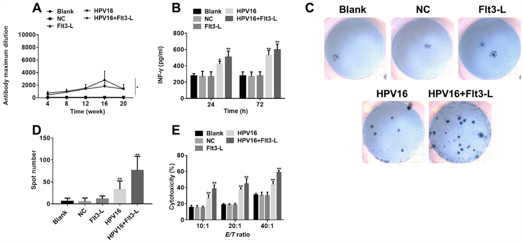The nucleic acid vaccine exhibited significant immune and tumor-killing effects. (A) The titer of serum specific antibodies in mice was detected by ELISA at 4, 8, 12, 16 or 20 weeks. (B) IFN-γ levels in the culture supernatants of splenic lymph nodes co-cultured with stably transfected pIRES-neo3-HPV16 E6/E7 B16 cells were detected by ELISA. (C) The results of the ELISpot assay are pictured. (D) The ELISpot assay was used to detect the number of splenic lymphocytes secreting IFN-γ when the cells were co-cultured with stably transfected pIRES-neo3-HPV16 E6/E7 B16 cells. (E) The killing activities of splenic lymphocytes from pVAX1-IRES-GM-CSF-B7.1-HPV16 E6/E7 (HPV16) mice towards B16 cells stably transfected with HPV16 E6/E7 were tested with a cytotoxic lymphocyte killing test at lymphocyte:B16 cell ratios of 10:1, 20:1 and 40:1. *P **P 
