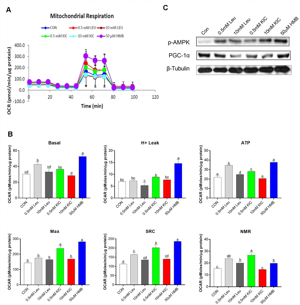 Effects of Leu (0.5 mM or 10 mM), KIC (0.5 mM or 10 mM), and HMB (50 μM) on (A–B) oxygen consumption rate (OCR) of C2C12 myotubes and (C) protein expression of AMPKα and PGC-α. (A) Represents mitochondrial OCR curves obtained from different conditions. (B) Basal, basal respiration; H+ leak; ATP, ATP production; Max, maximum respiration; SRC, spare respiration capacity; and NMR, non-mitochondrial respiration of C2C12 myotubes under different treatments, respectively. Results are expressed as mean ± SEM. Different letters (a, b, c) indicated significant differences (P 