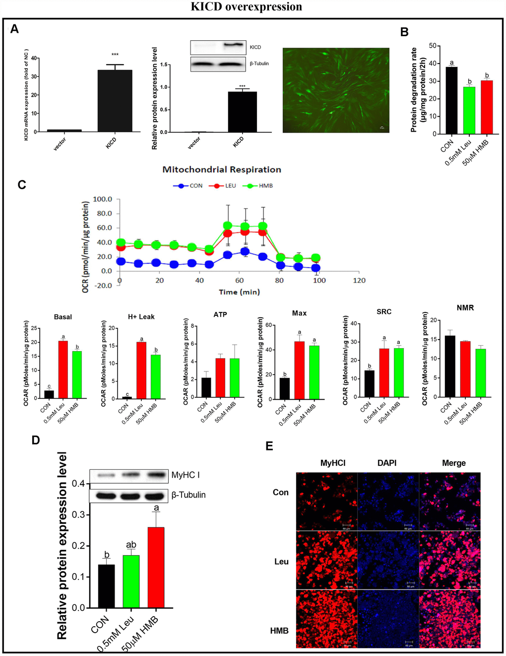 Effects of Leu and HMB on protein degradation, the oxygen consumption rate (OCR), and MyHC I protein expression and immunofluorescence intensity in KICD-transfected C2C12 myotubes. (A) RT-PCR and Western blot analysis of KICD from non-transfected and transfected C2C12 myotubes is shown. (B) Protein degradation rates in the presence of 0.5 mM Leu and 50 μM HMB. (C) The OCR of cells in the presence of 0.5 mM Leu and 50 μM HMB. (D) MyHC I protein expression in the presence of 0.5 mM Leu and 50 μM HMB. (E) MyHC I immunofluorescence intensity in the presence of 0.5 mM Leu and 50 μM HMB. Results are expressed as mean ± SEM. Different letters (a, b, c) indicated significant differences (P 