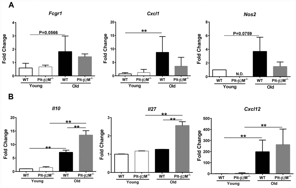 Monocytes from Plt-β2M-/- mice had a more reparative gene expression pattern. (A) Circulating monocytes from aged WT, but not Plt-β2M-/- mice, had increased inflammatory gene expression. Peripheral blood monocytes were isolated and qRT-PCR for inflammatory associated gene markers, Fcgr1, Cxcl1, Nos2 performed (N=3, mean ± SD, **PB) Monocytes from aged Plt-β2M-/- mice had increased reparative associated gene expression compared to WT mice. Peripheral blood monocytes were isolated and qRT-PCR for Il10, Il27, Cxcl12 performed (N=3, mean ± SD, **P