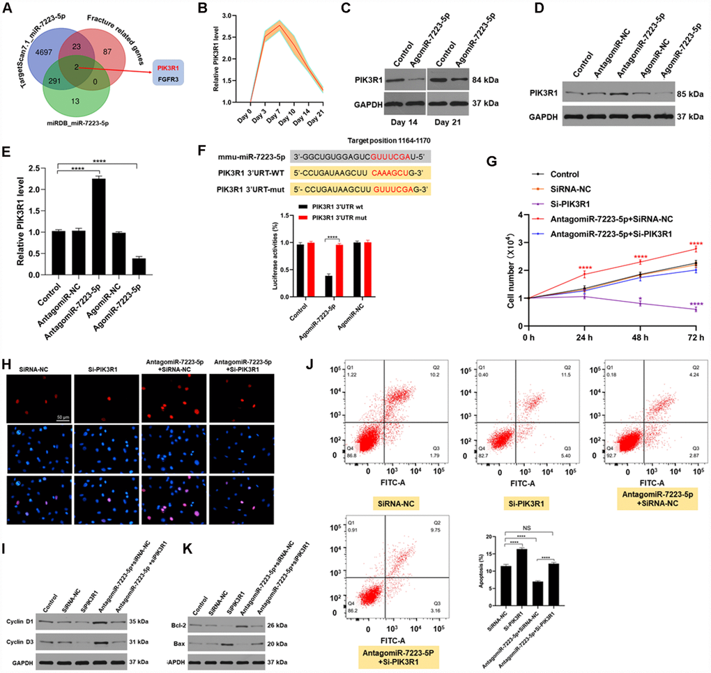 miR-7223-5p regulates cells function via targeting FGFR3. (A) Predicted targets of miR-7223-5p. (B) PIK3R1 levels in calluses during fracture healing measured by qRT-PCR. (C) PIK3R1 expression in calluses on days 14 and 21 post-fracture after PBS and agomiR-7223-5p injection. (D, E) PIK3R1 expression measured by western blot and qRT-PCR after transfecting cells with agomiR-7223-5p or antagomiR-7223-5p. (F) The predicted target site of miR-7223-5p on PIK3R1 and luciferase activities. (G, H) CCK8 and Edu staining showing MC3T3-E1 proliferation after transfection with siPIK3R1 or antagomiR-7223-5p+siPIK3R1. (I) Cyclin D1 and cyclin D3 levels in cells measured by Western blot. (J) Cell apoptosis (Q2+Q3) assessed by flow cytometry 24 h after transfection with si-PI3KR1. Q1: dead cell; Q2: later apoptosis; Q3: early apoptosis; Q4: living cells. (K) Apoptosis-related proteins were detected by Western blot.