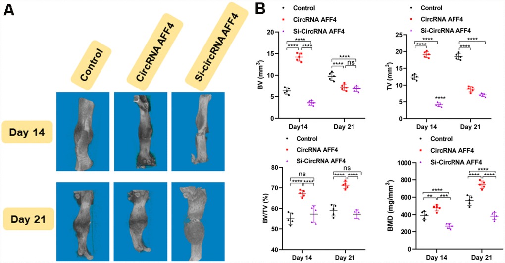 Local injection of circRNA AFF4 promoted fracture healing in vivo. (A) MicroCT was used to reconstruct three-dimensional images of fracture sites; (B) BV, TV, BV/TV, and BMD were used to assess the quality of calluses.