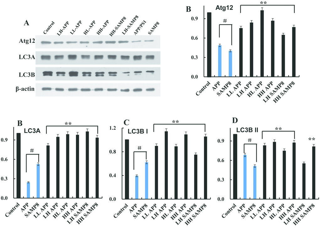 Autophagy level in the age-related disease model animals. The expression of Atg12 (A, B), LC3A (A, C), LC3B I (A, D) and LC3B II (A, E) protein in the 8 months old APP/PS1 and SAMP8 mice were measured using western blot (A–E). Data are presented as the means ± SD of 3 independent experiments. #p vs. the control group, **p vs. the model group by one-way ANOVA, followed by the Holm-Sidak test.