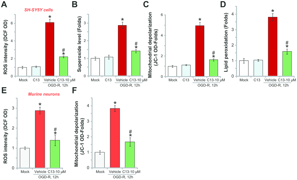 C13 inhibited OGD-R-induced oxidative stress in neuronal cells. SH-SY5Y human neuronal cells (A–D) or the primary murine hippocampal neurons (E and F) were pretreated with C13 (10 μM) for 2h, followed by OGD-R stimulation for applied time, ROS contents were tested by the appropriate assays (A, B and E); Mitochondrial depolarization and lipid peroxidation levels were tested by JC-1 dye assay (C and F) and TBAR activity assay (D), respectively. Bars stands for mean ± standard deviation (SD, n=5). * pvs. “Mock” cells. #pvs. cells with “OGD-R” treatment (no C13 pretreatment). Each experiment was repeated three times with similar results obtained.