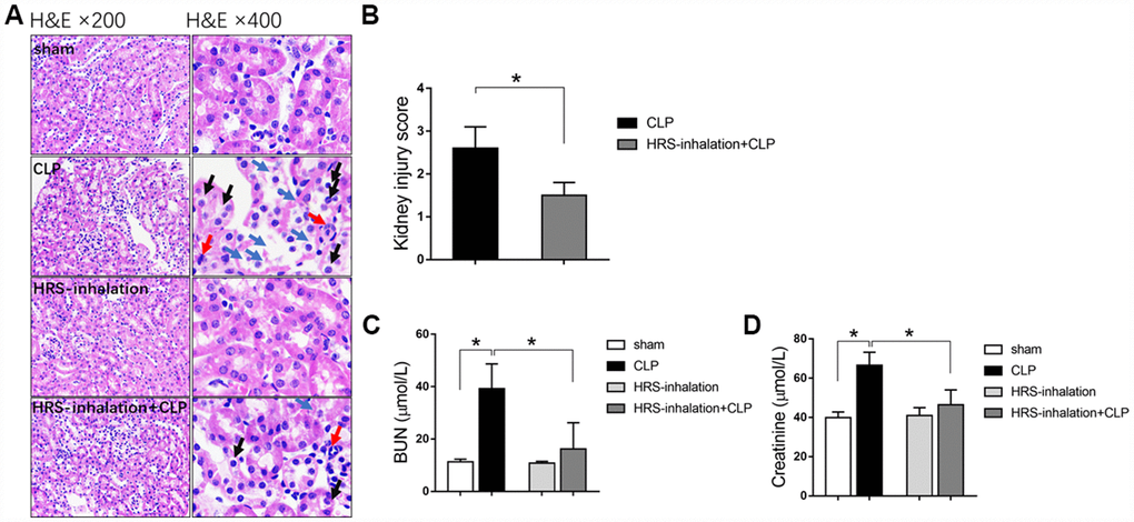 Aerosol inhalation of an HRS restored renal function and protected the kidneys from septic injury. (A) Hematoxylin and eosin staining; (B) Kidney injury scores; (C) BUN concentrations; (D) Serum creatinine concentrations. Blue arrows indicate tubular necrosis, red arrows indicate inflammatory cells, and black arrows indicate cell swelling and cytoplasm rarefaction. n=6 per group. Data are shown as the mean ± SEM. In (C) and (D), significance was calculated by one-way ANOVA with Tukey’s post hoc test, *: P.