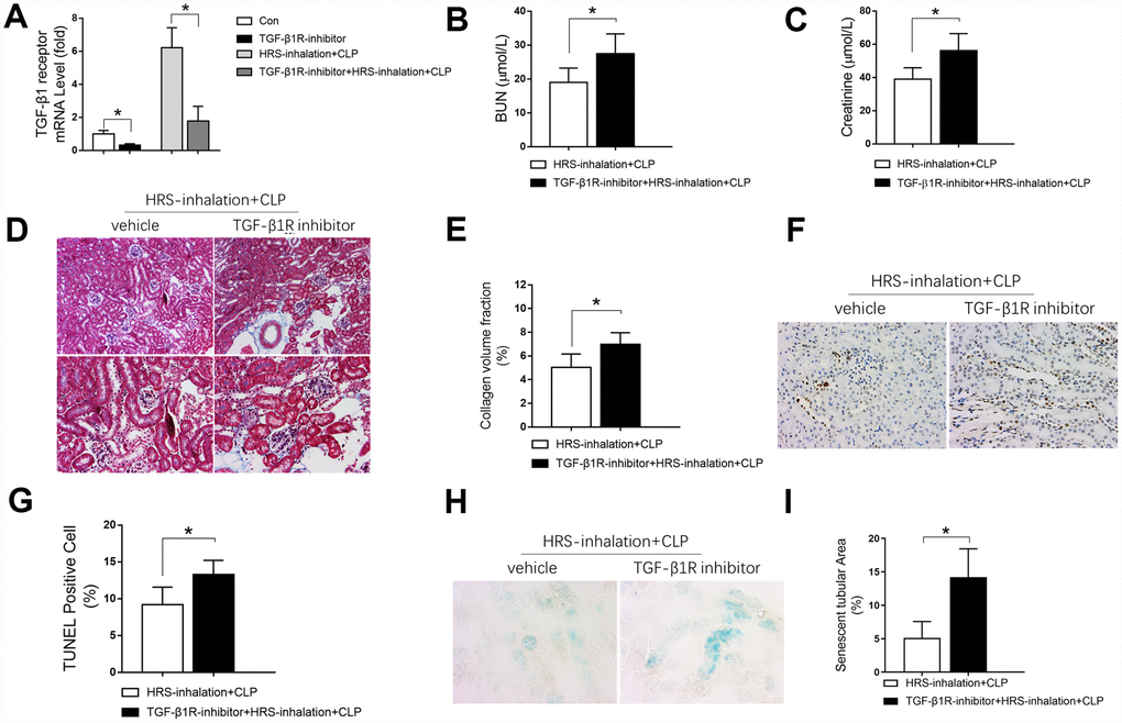 Blockage of the TGF-β1 receptor partly reversed the renal protective effects of the HRS against septic AKI. (A) Tgf-β1 receptor mRNA expression; (B) BUN concentrations; (C) Serum creatinine concentrations; (D) Masson’s Trichrome staining, where blue staining represents extracellular matrix deposition, suggesting fibrosis; (E) Collagen volume fraction ratio; (F) TUNEL staining (×200); (G) Percentage of TUNEL-positive cells; (H) β-galactosidase staining (×400); (I) Percentage of senescent tubular area. n=6 per group. Data are shown as the mean ± SEM. Significance was calculated by one-way ANOVA with Tukey’s post hoc test, *: P. Abbreviations: Con, the group in which mice were treated with the vehicle; TGF-β1R inhibitor, the group in which mice were treated with the TGF-β1 receptor inhibitor only; HRS inhalation + CLP, the group in which mice were treated with HRS aerosol inhalation after the cecal ligation and puncture operation; TGF-β1R inhibitor + HRS inhalation + CLP, the group in which mice were pretreated with the TGF-β1 receptor inhibitor before HRS aerosol inhalation and the cecal ligation and puncture operation.