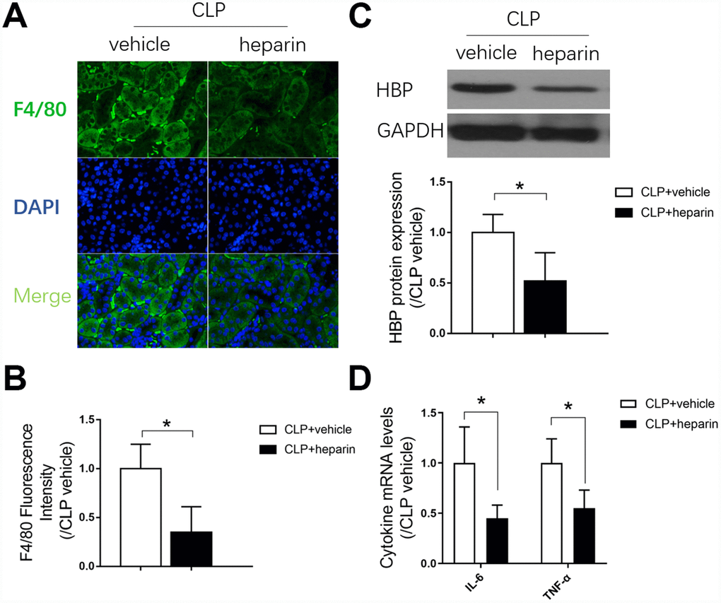 The role of macrophage infiltration in septic AKI. (A) F4/80 immunofluorescent staining (×400); (B) gray value for F4/80 immunofluorescent staining; (C) protein expression of heparin binding protein, and gray value for the Western blot band; (D) Renal tissue mRNA expression of Il-6 and Tnf-α. n=6 per group. Data are shown as the mean ± SEM. Significance was calculated by one-way ANOVA with Tukey’s post hoc test, *: P. Abbreviations: CLP + vehicle, the group in which mice underwent the cecal ligation and puncture operation; CLP + heparin, the group in which mice were treated with heparin before the cecal ligation and puncture operation.