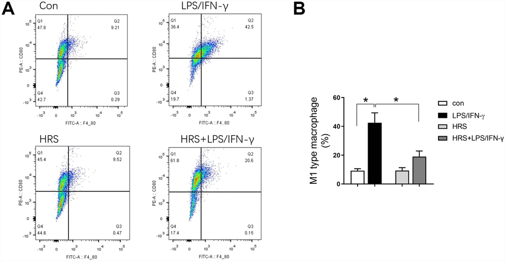 Hydrogen-rich medium reduced M1-type macrophage polarization in RAW 264.7 cells after induction. Flow cytometry of F4/80, CD80 double-positive macrophages (i.e., M1-type macrophages). n=4 per group. Data are shown as the mean ± SEM. Significance was calculated by one-way ANOVA, *: P. Abbreviations: Con, control group; LPS/IFN-γ, RAW 264.7 cells treated with LPS and IFN-γ to induce polarization into M1-type macrophages; HRS, RAW 264.7 cells treated with hydrogen-rich medium only; HRS + LPS/IFN-γ, RAW 264.7 cells treated with hydrogen-rich medium after being treated with LPS and IFN-γ.