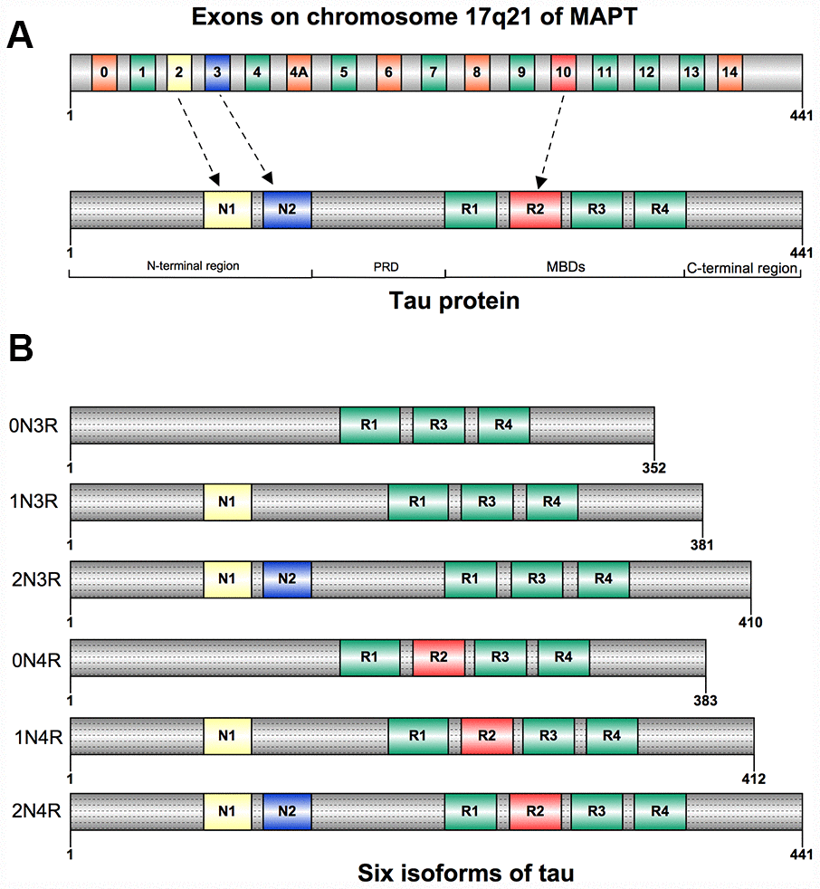 (A) Structure of human tau protein; Tau has an N-terminao projection region, a proline-rich domain(PRD), a microtubule-binding domain(MBD), and a C-terminal region. (B) Six isoforms of human tau. They differ by the inclusion of exon 2(NI), exon 3(N2), and exonlO(RI-R4).