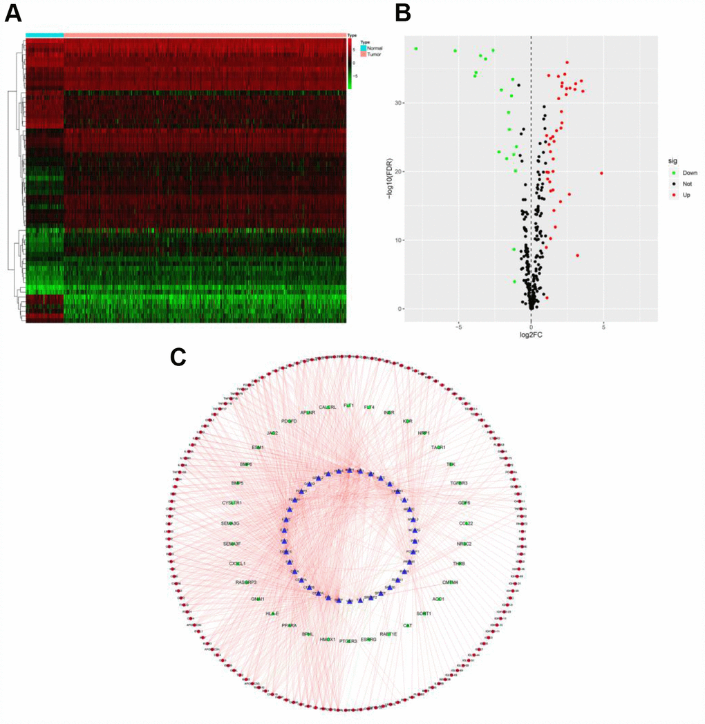 TF-based regulatory network. (A) Heat map of differentially expressed TFs; the green to red spectrum indicates low to high TF expression. (B) Volcano plot of TFs; the green dots represent downregulated TFs, the red dots represent upregulated TFs and the black dots represent TFs that were not significantly differentially expressed. (C) Regulatory network of TFs and PDEIRGs; the green nodes represent PDEIRGs with hazard ratios p  1 (p  0.4 and p 