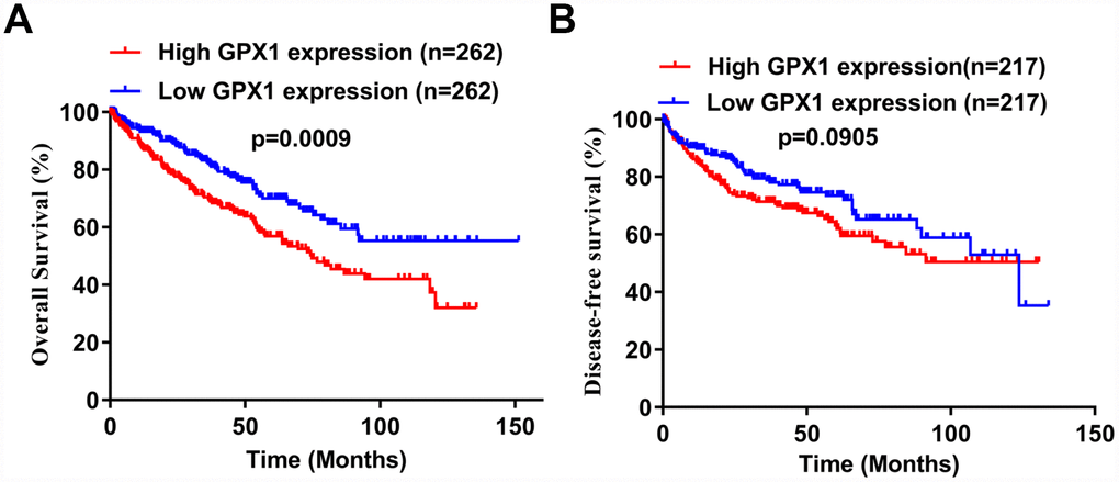 Potential prognostic value of high GPX1 expression in ccRCC patients. (A–B) Based on the median value of GPX1 expression, ccRCC samples from the TCGA database were divided into high GPX1 expression group and low GPX1 expression group. Kaplan-Meier curves were used to analyze the correlation between GPX1 levels and overall survival time (OS) and disease-free survival time (DFS) in ccRCC samples.