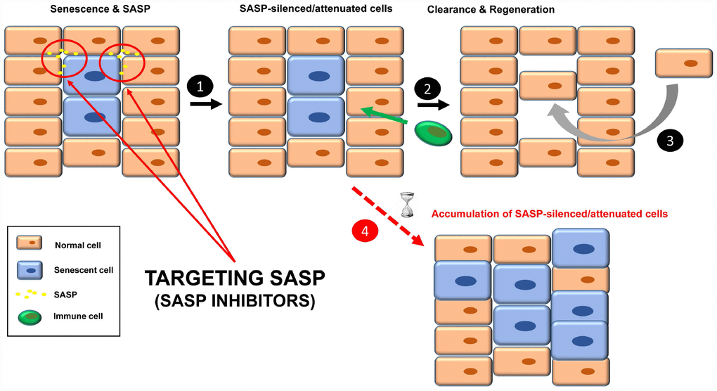Treatment with senomorphics to inhibit SASP factors in senescent cells (1). Over time, these cells will be removed by immune cells (2). Finally, a regenerative process will lead to normal tissue functions (3). In aged or immunosuppressed individuals, this strategy would lead to an accumulation of SASP-silenced/attenuated senescent cells (4).