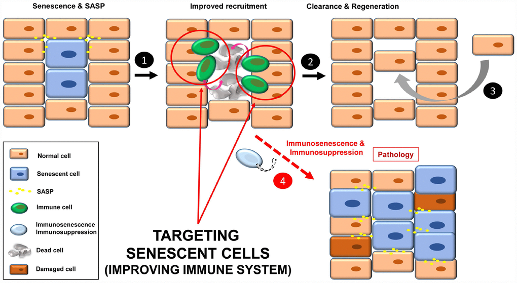 Improving immune system functions to efficiently remove senescent cells (1). A robust immune system targets senescent cells, leading to their removal (2). Then a regenerative process will maintain normal tissue functions (3). In situations where the immune system decays (e.g. immunosenescence or immunodepression), there will be an accumulation of senescent cells, increasing instability in the tissue/organ (4).